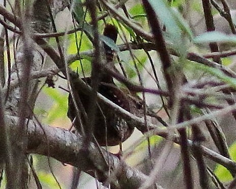 Winter Wren - ML135307001