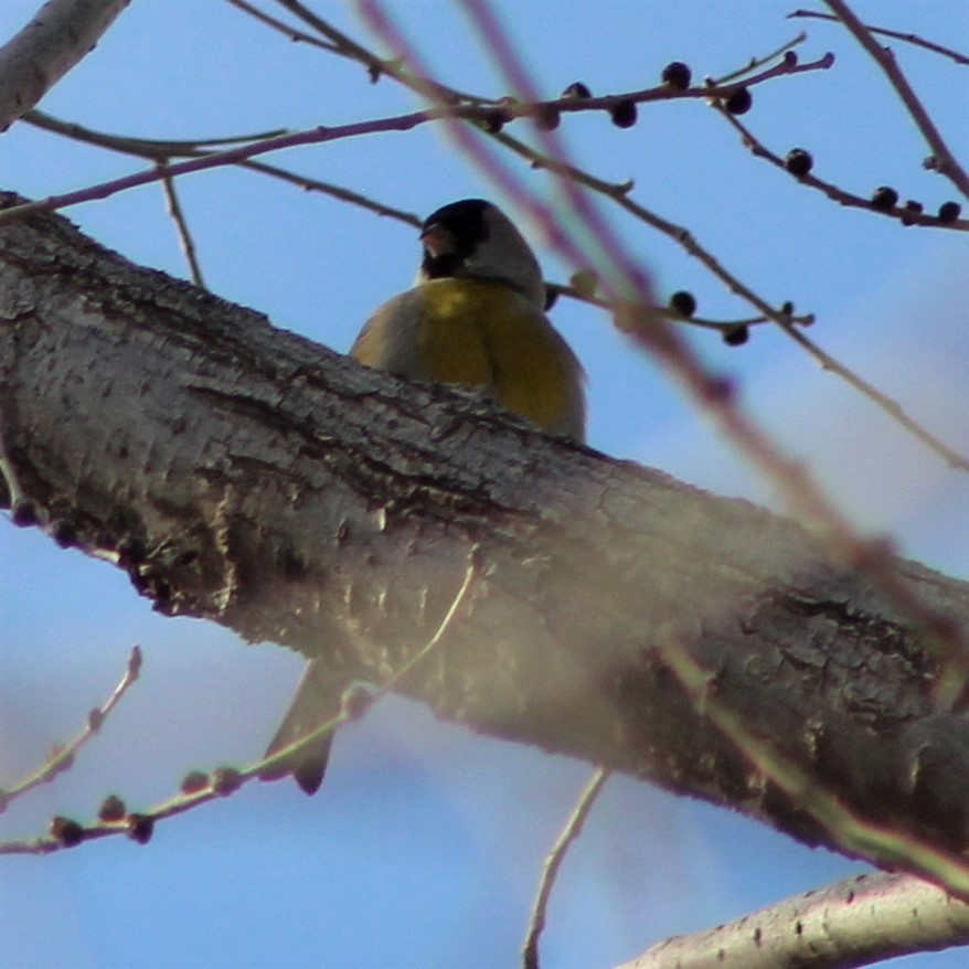 Lawrence's Goldfinch - ML135307231