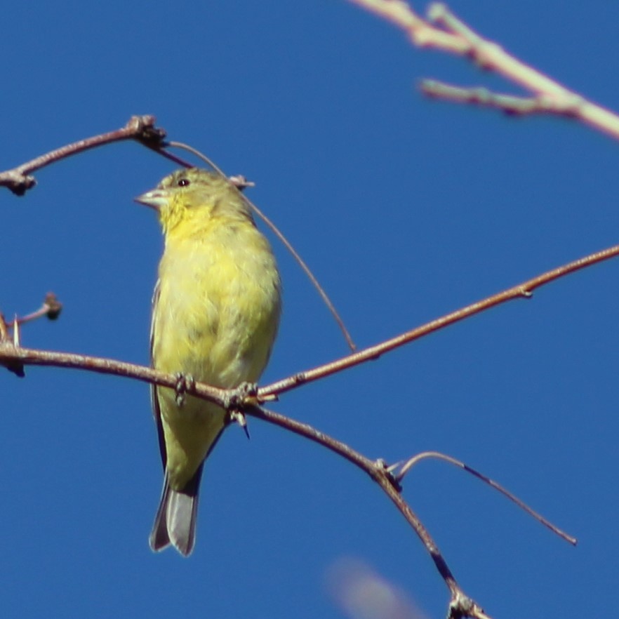 Lesser Goldfinch - ML135307681