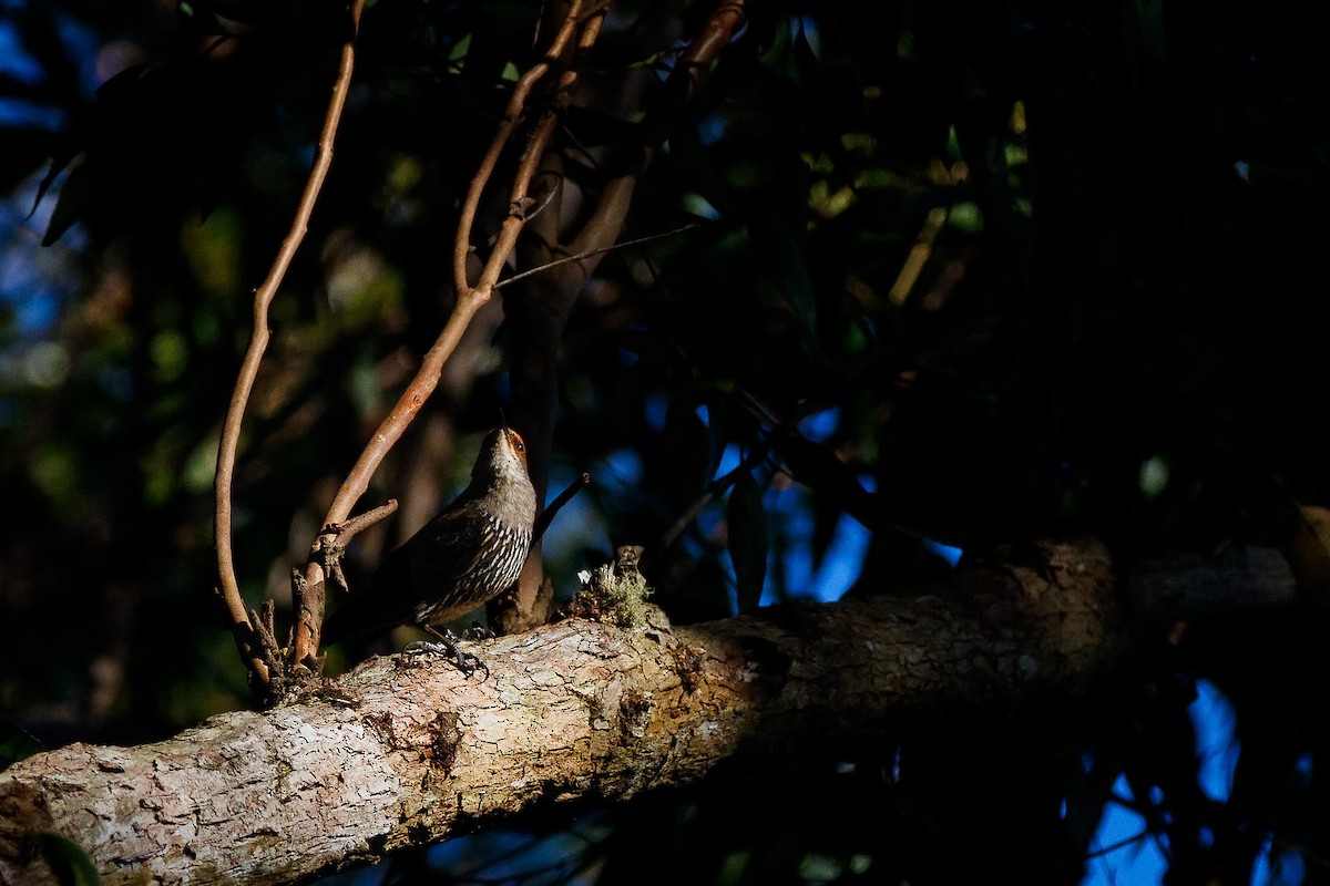 Red-browed Treecreeper - ML135308001