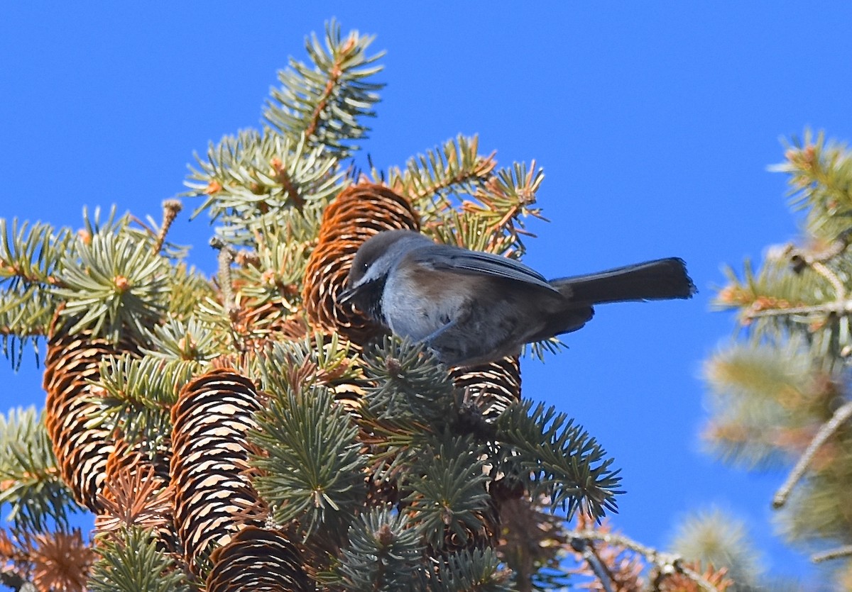 Boreal Chickadee - ML135308091