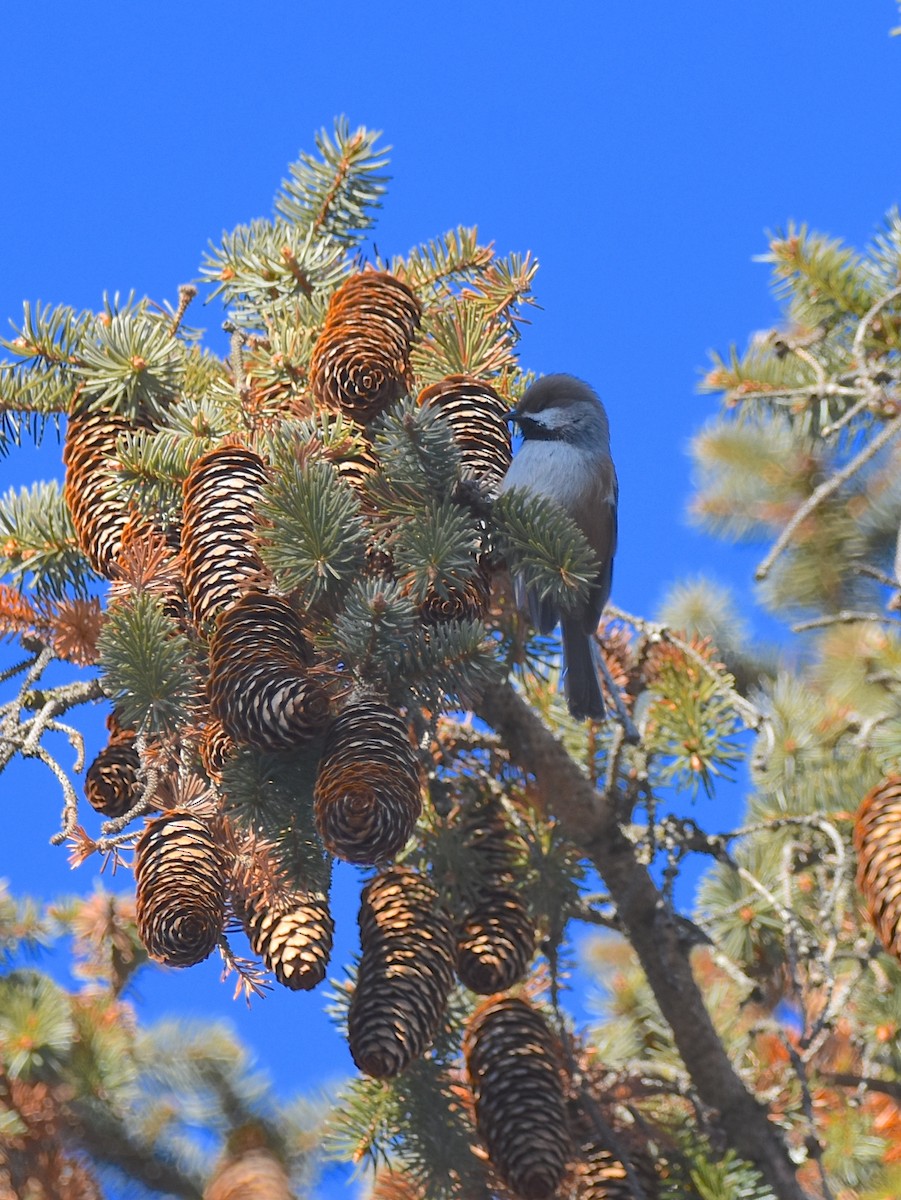 Mésange à tête brune - ML135308111