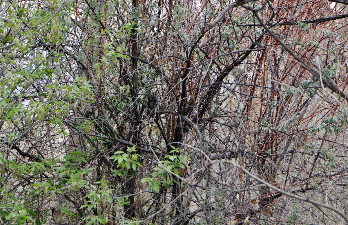 Western Screech-Owl - ML135308441