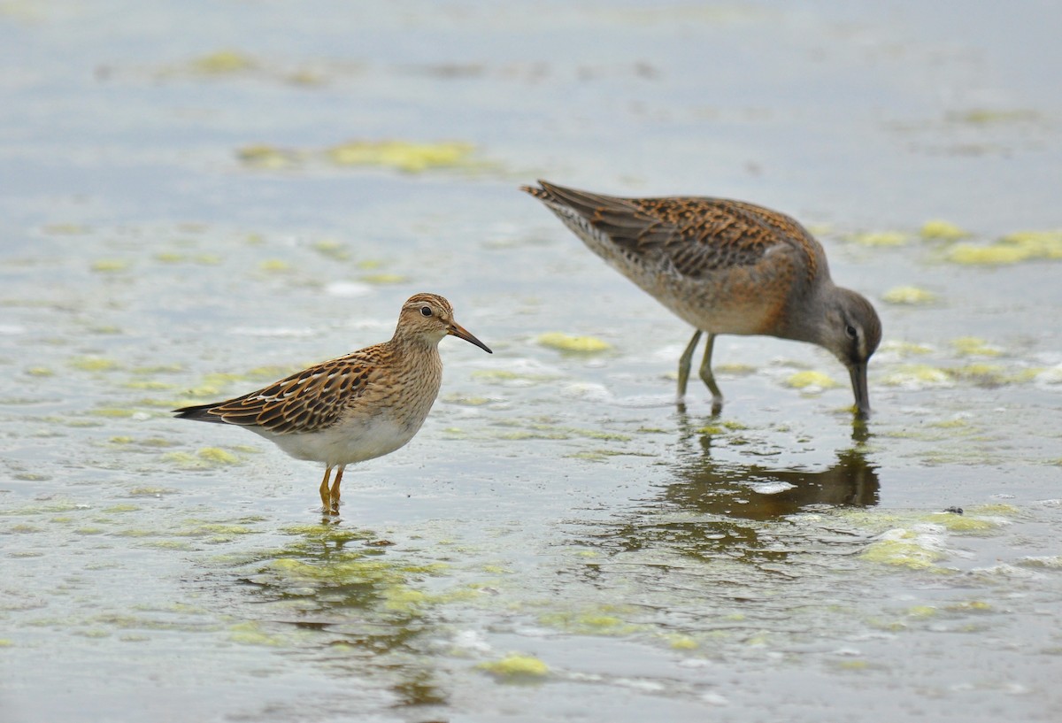 Pectoral Sandpiper - Ryan O'Donnell