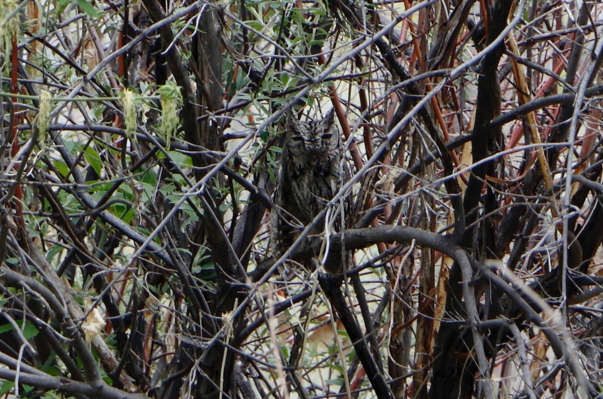 Western Screech-Owl - ML135308481
