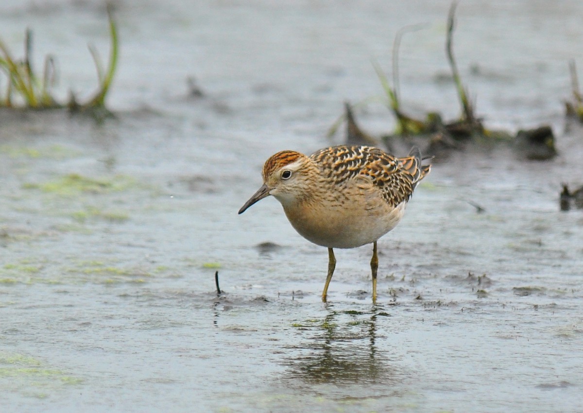 Sharp-tailed Sandpiper - ML135308591