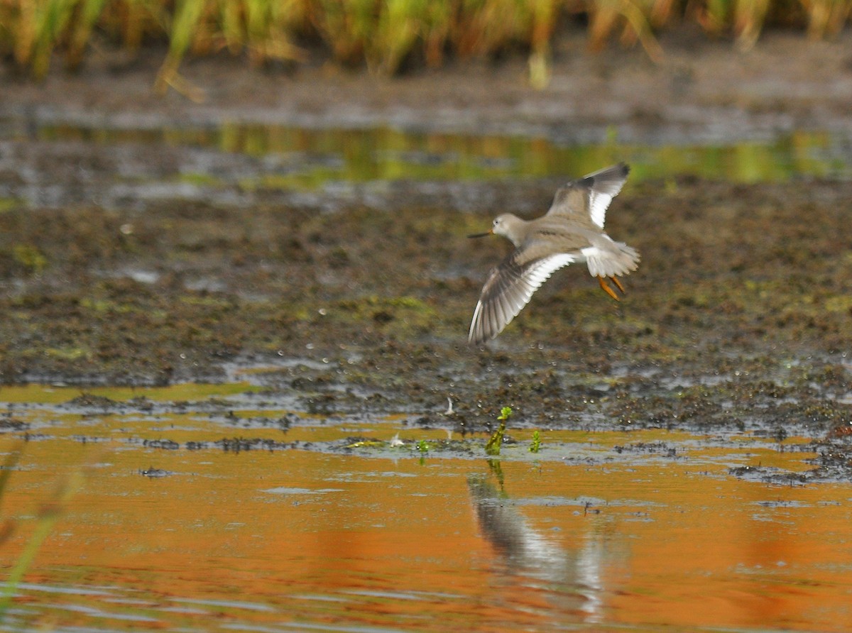 Terek Sandpiper - ML135308721