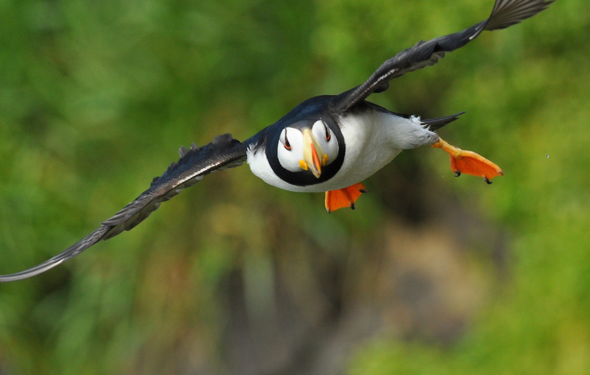 Horned Puffin - ML135309051