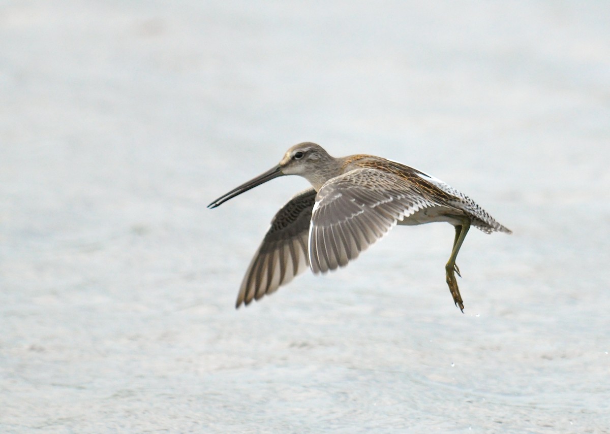 Long-billed Dowitcher - Ryan O'Donnell