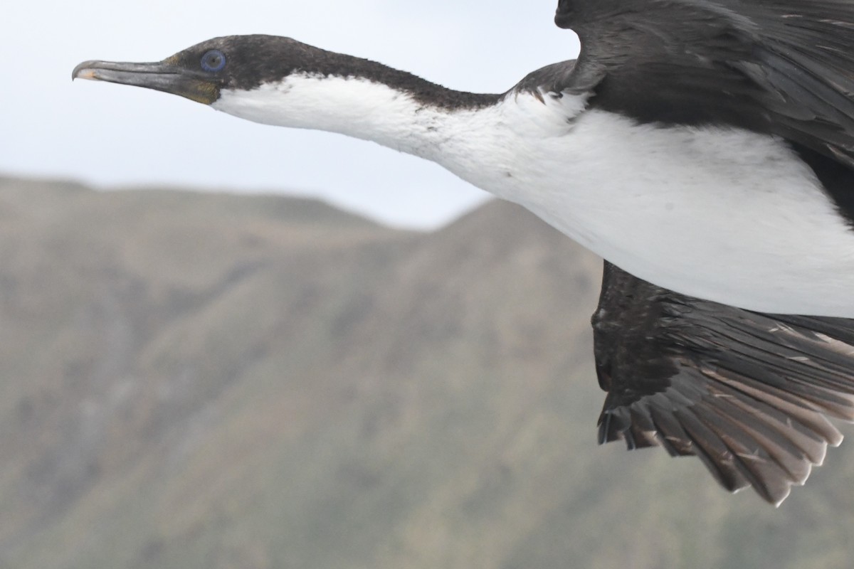 Macquarie Shag - Cathryn Dippo