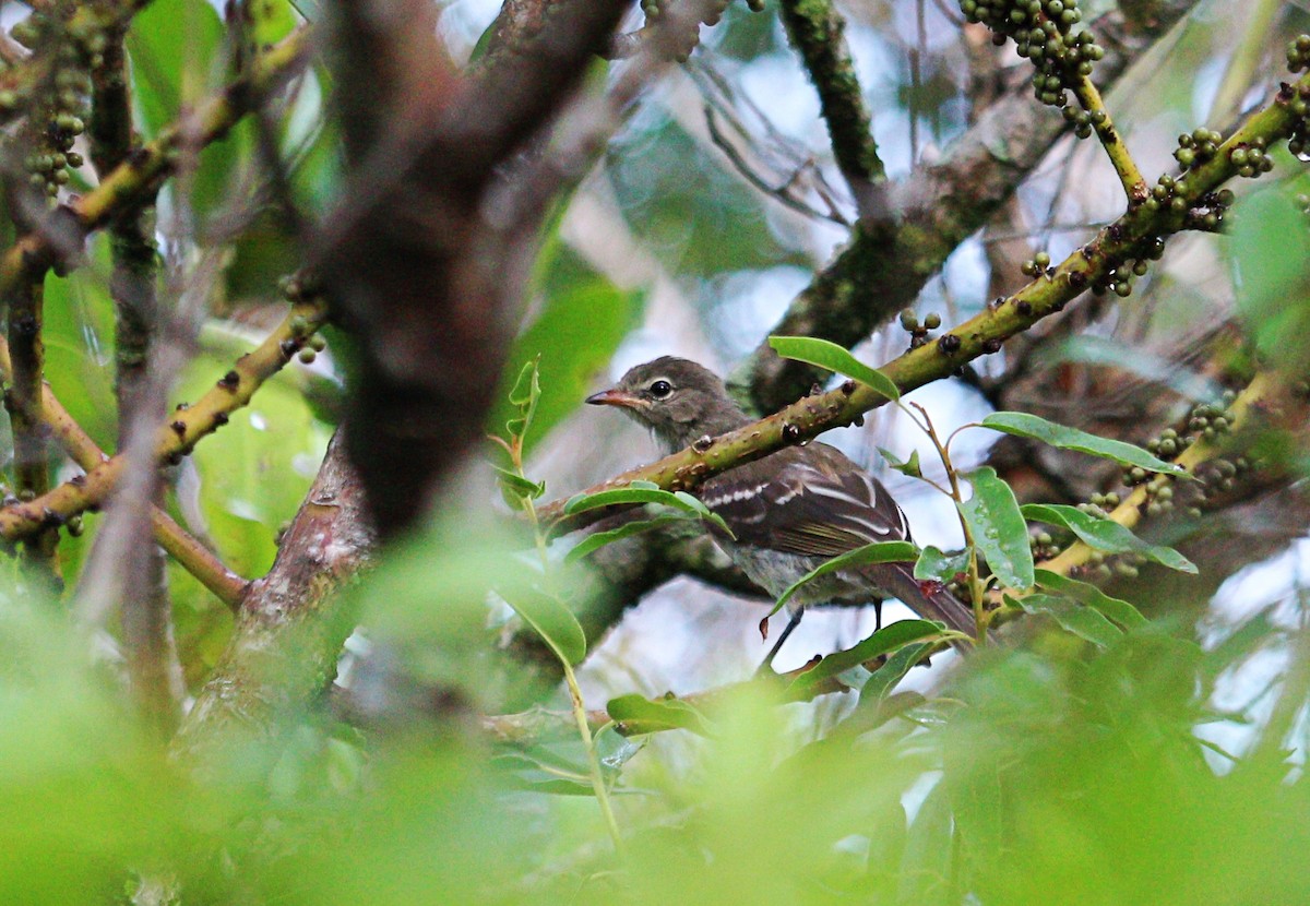 tanımsız Elaenia sp. - ML135311041