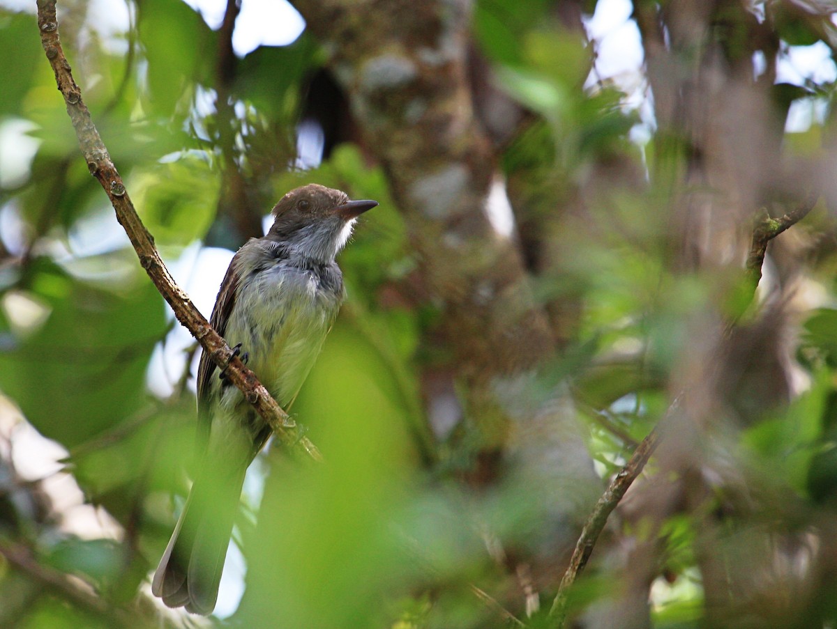 Swainson's Flycatcher - ML135311101