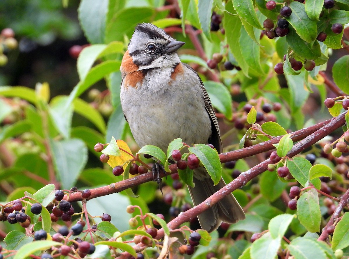 Rufous-collared Sparrow - ML135311881