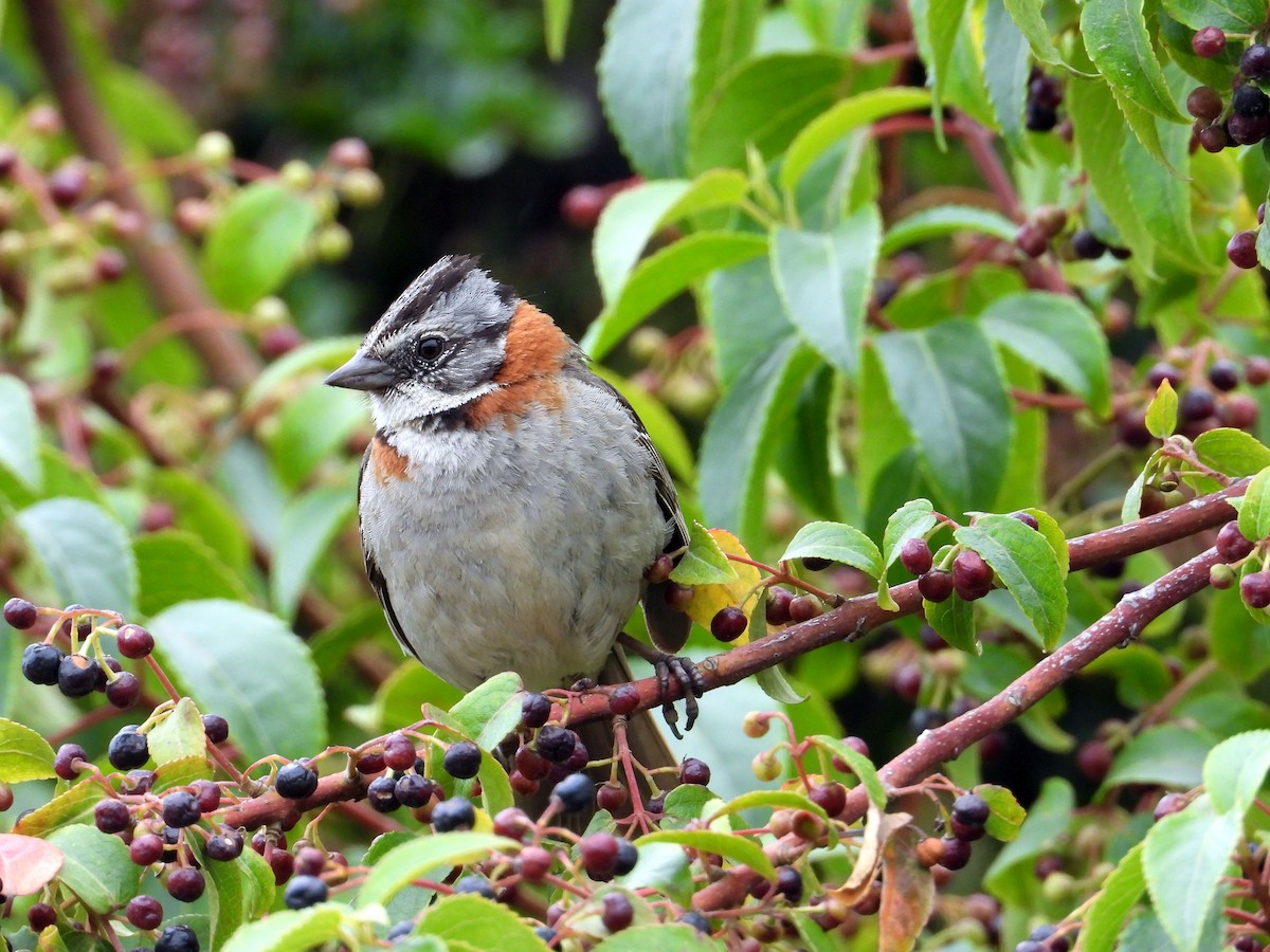 Rufous-collared Sparrow - ML135311971