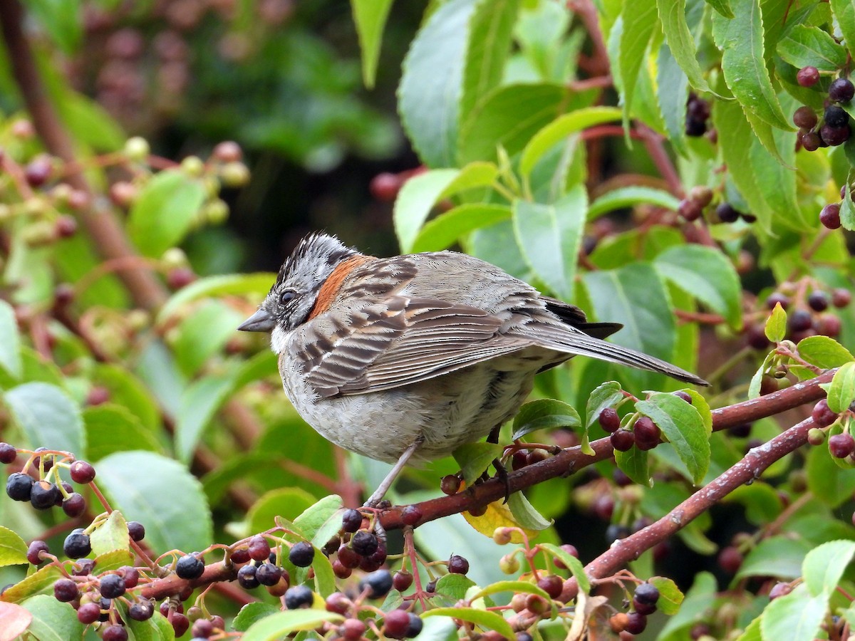 Rufous-collared Sparrow - ML135312011