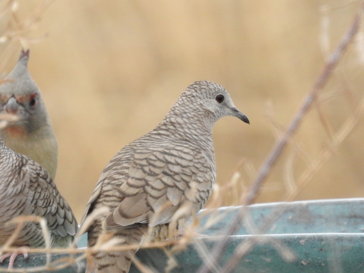 Inca Dove - ML135312501