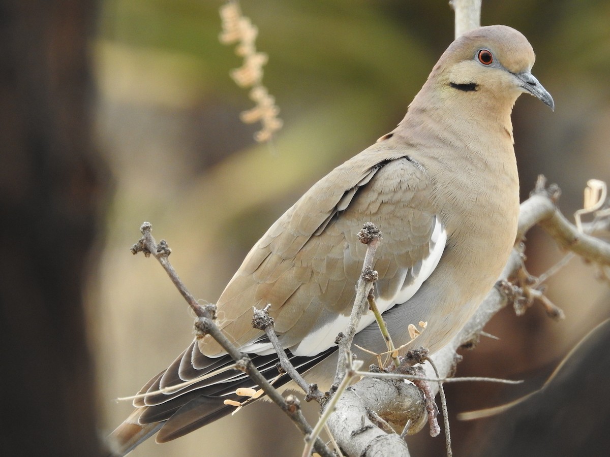 White-winged Dove - ML135312701