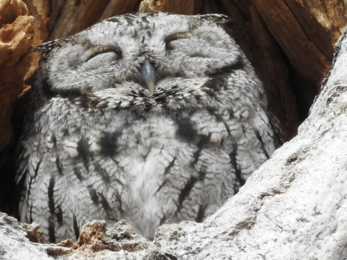 Western Screech-Owl - ML135313031