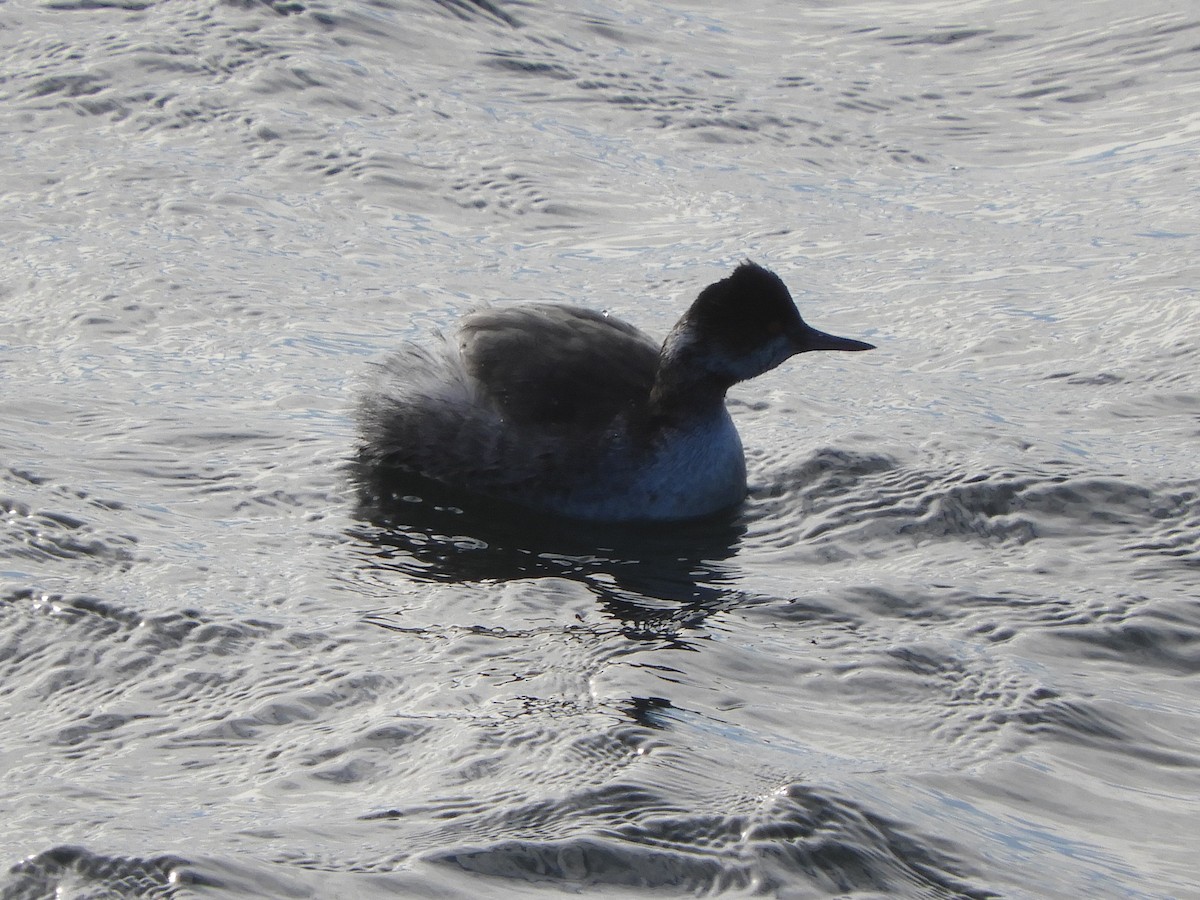 Eared Grebe - ML135313181