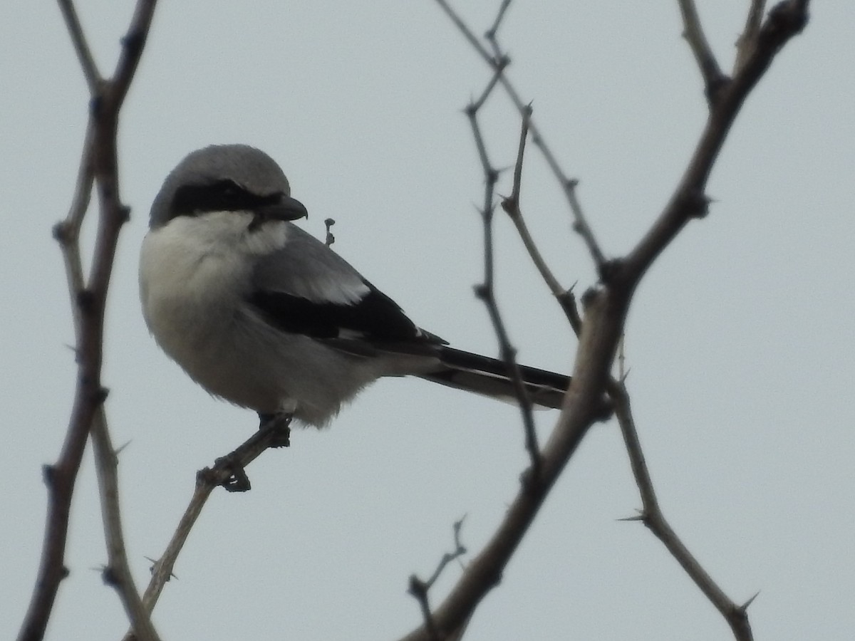 Loggerhead Shrike - ML135313521