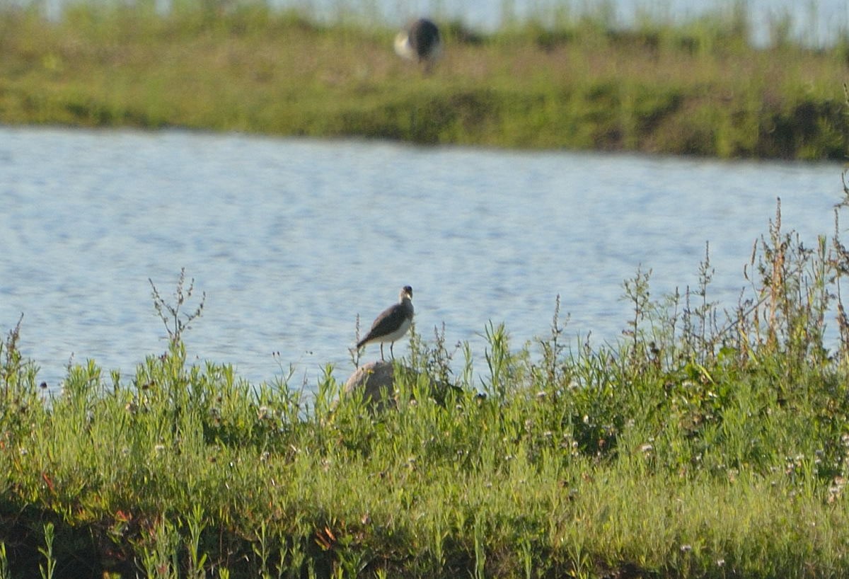 Spotted Sandpiper - ML135313841