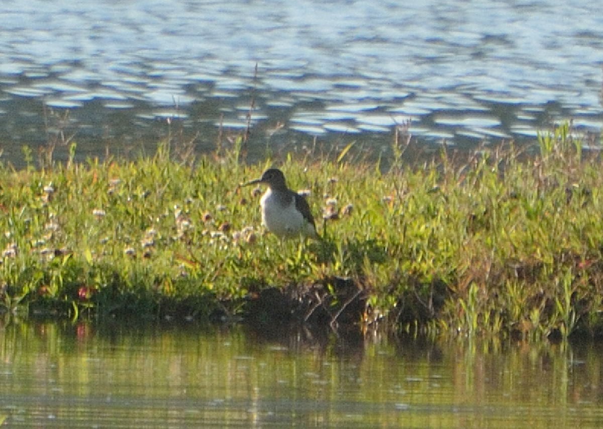 Spotted Sandpiper - ML135313861