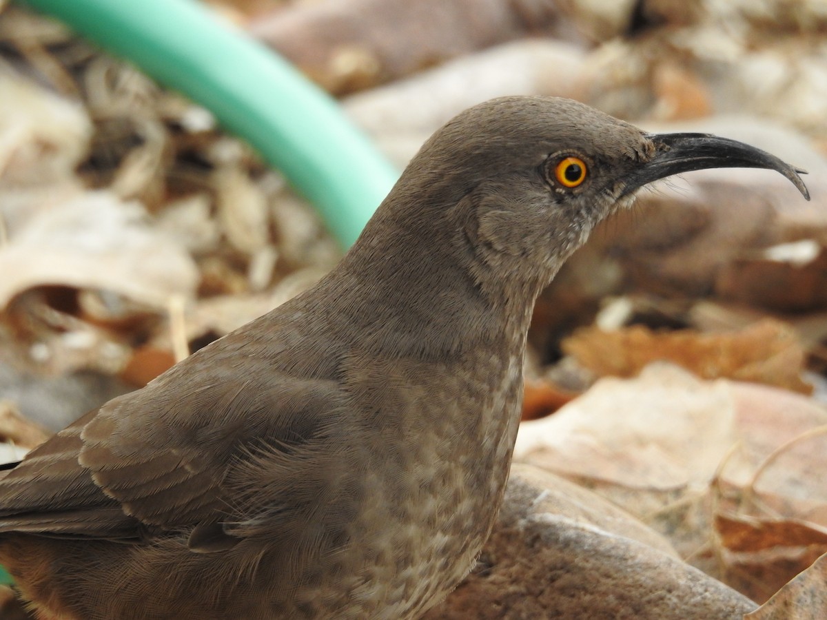 Curve-billed Thrasher - ML135314071