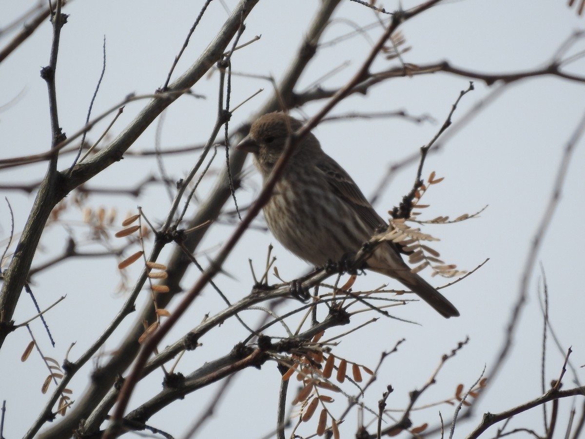 House Finch - ML135314251