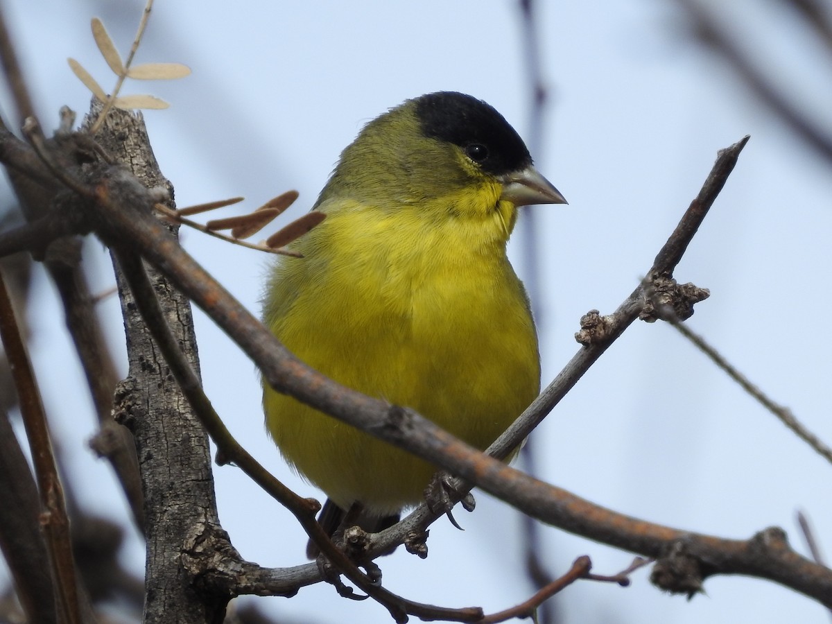 Lesser Goldfinch - Richard A Fischer Sr.