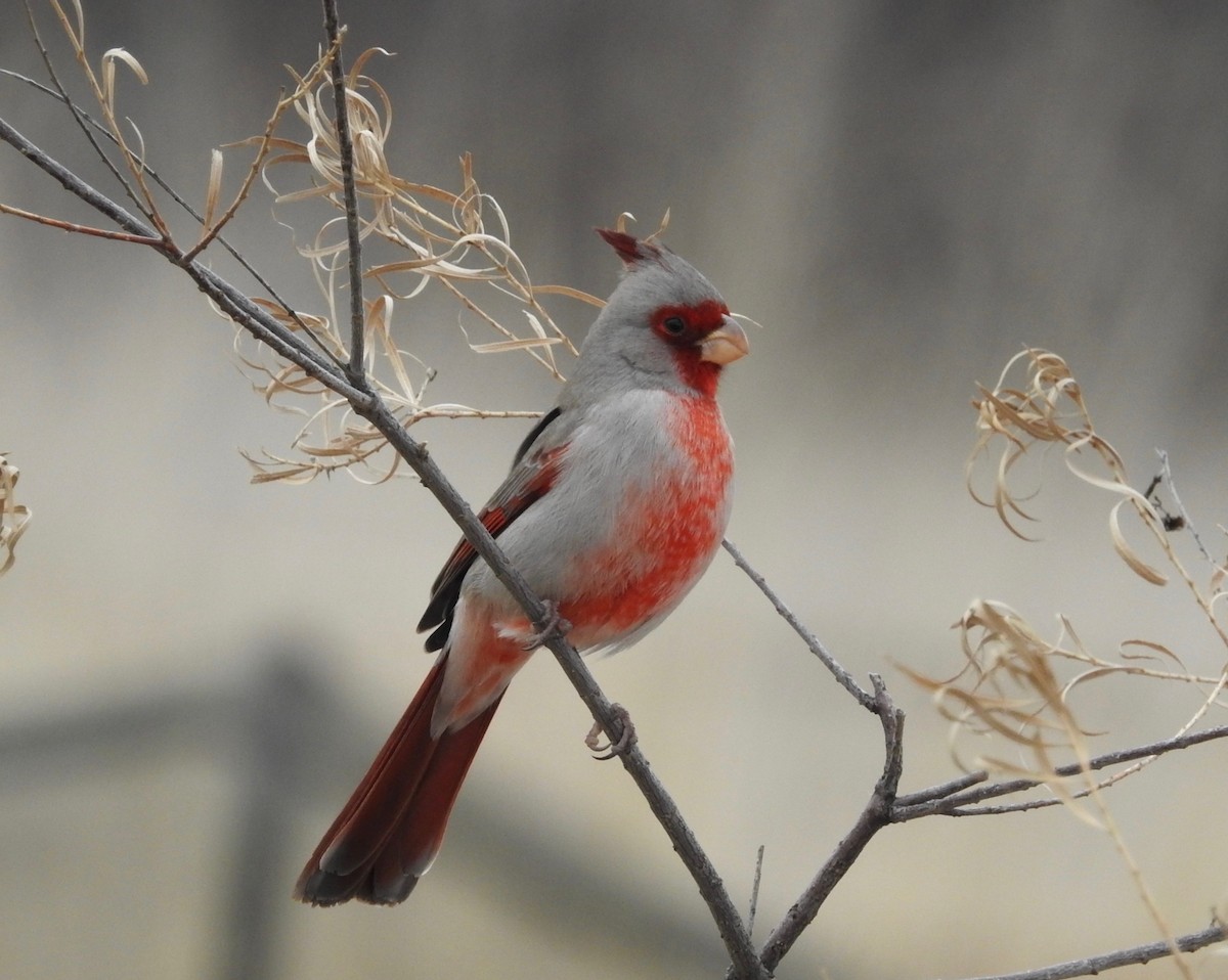 Pyrrhuloxia - ML135315971