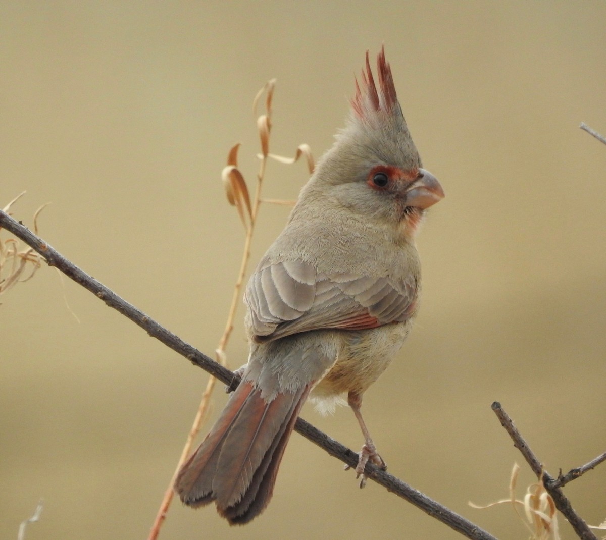 Pyrrhuloxia - ML135315991