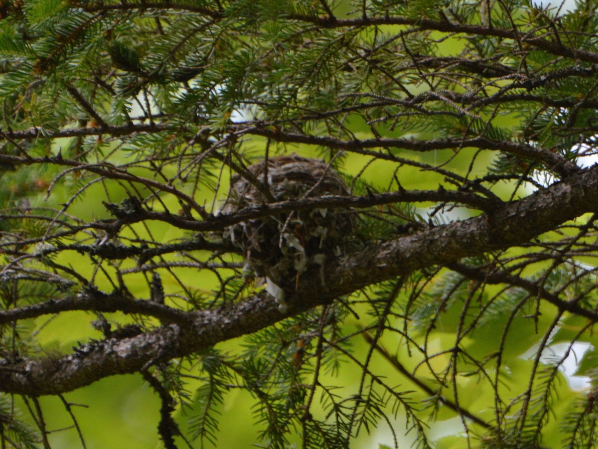 Least Flycatcher - ML135317941