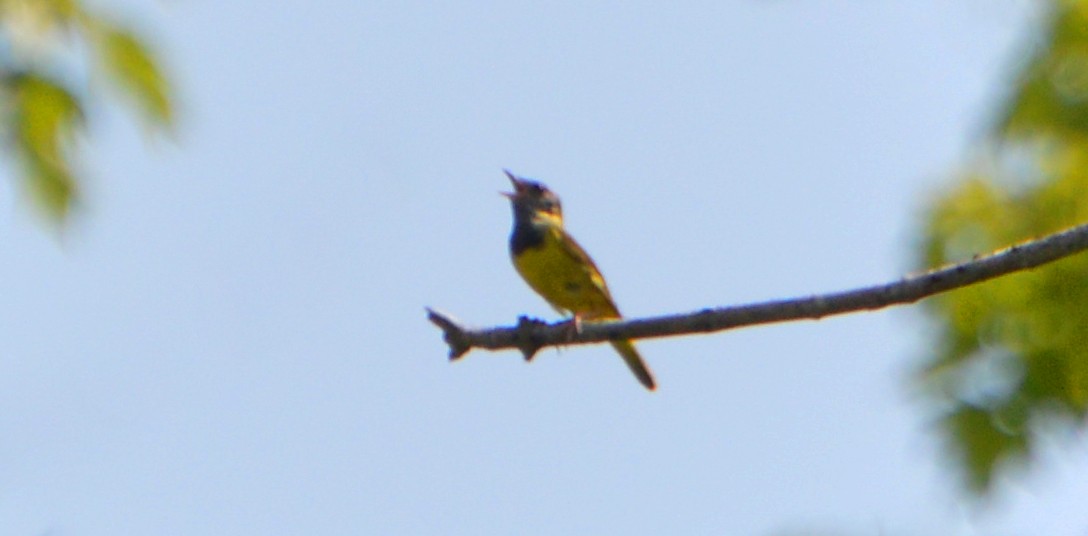 Mourning Warbler - Miles Brengle