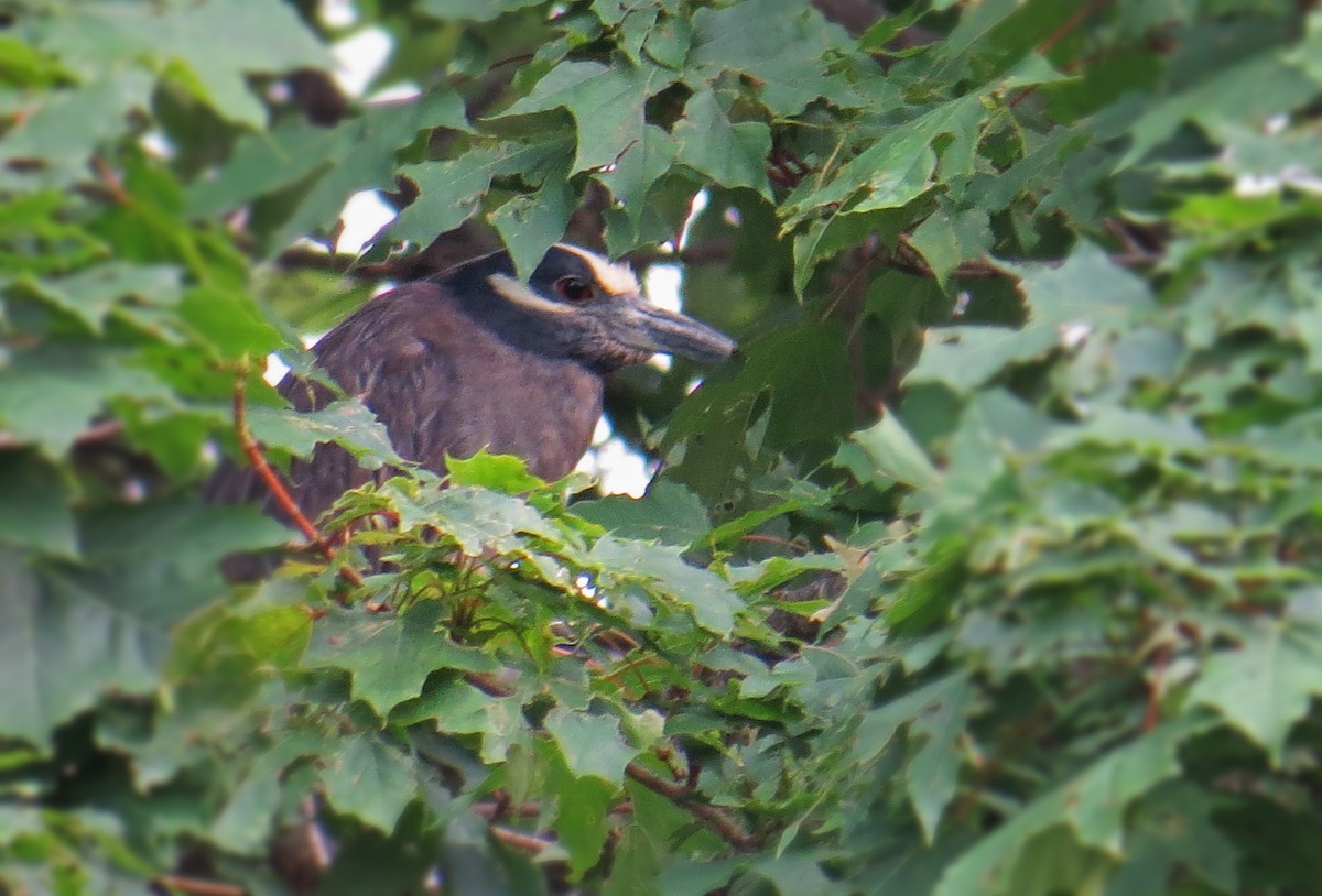 Yellow-crowned Night Heron - Miles Brengle