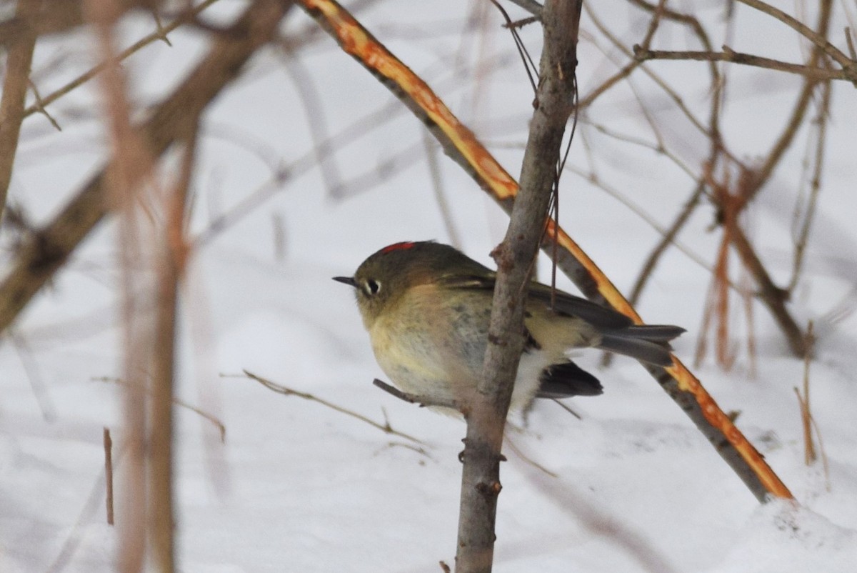 Ruby-crowned Kinglet - ML135319901