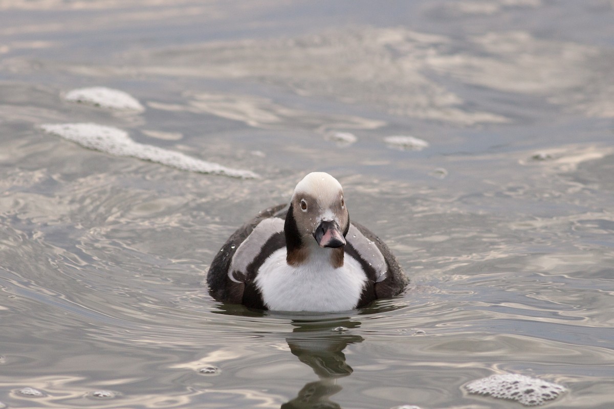 Long-tailed Duck - Tom Auer