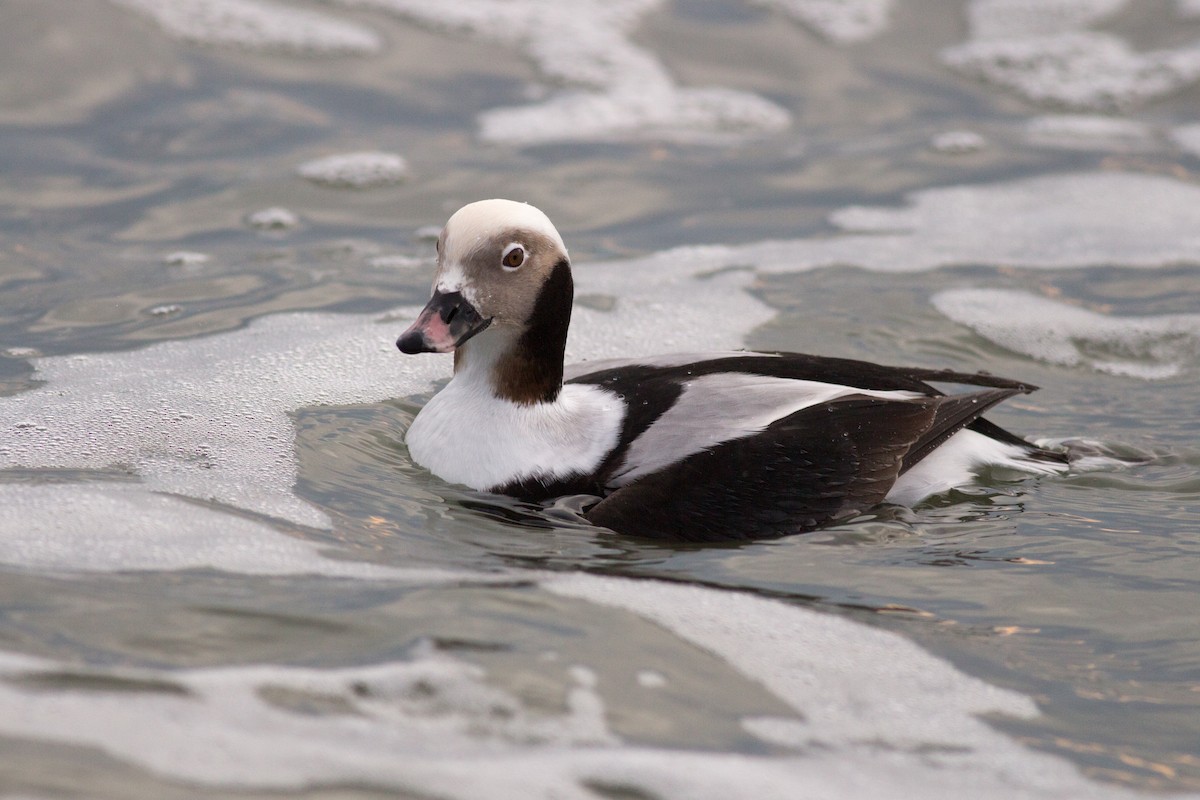 Long-tailed Duck - Tom Auer