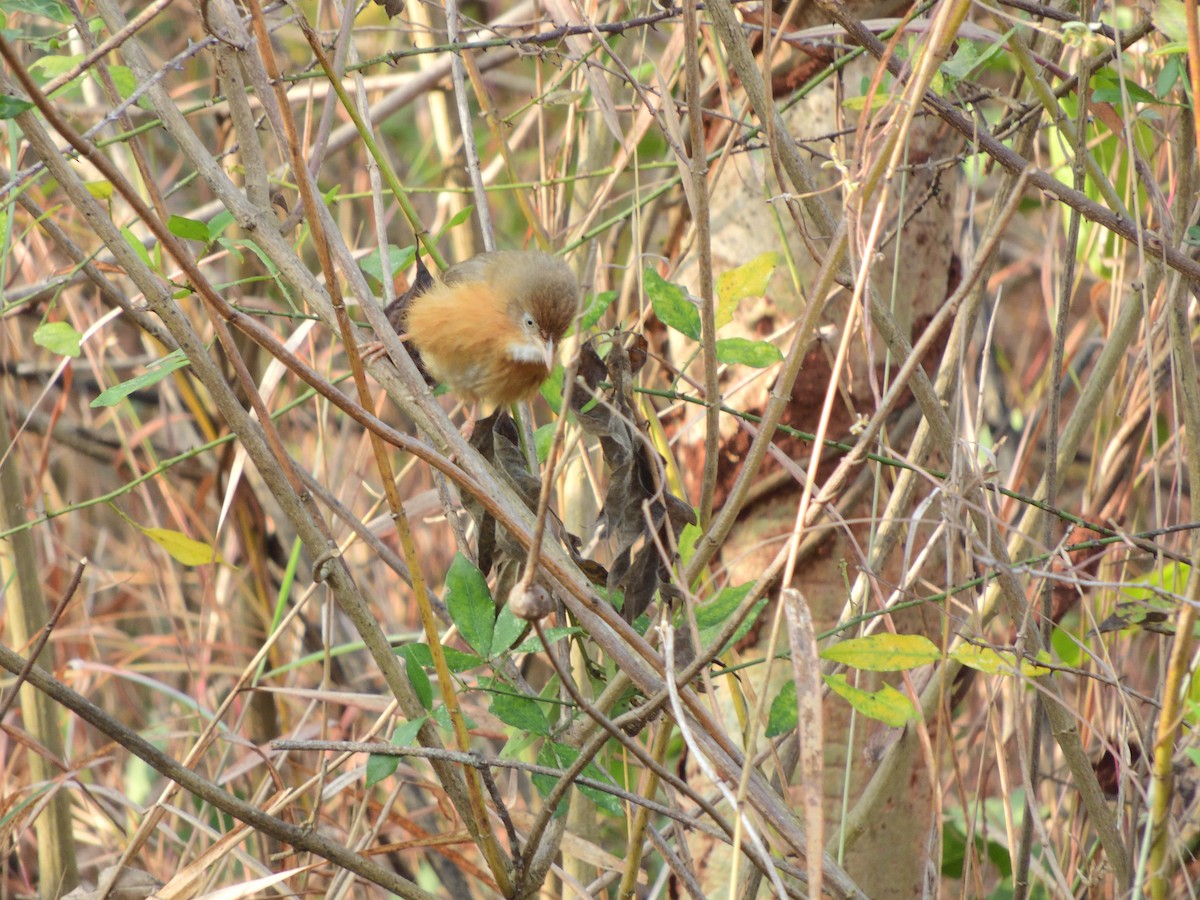 Tawny-bellied Babbler - ML135323661