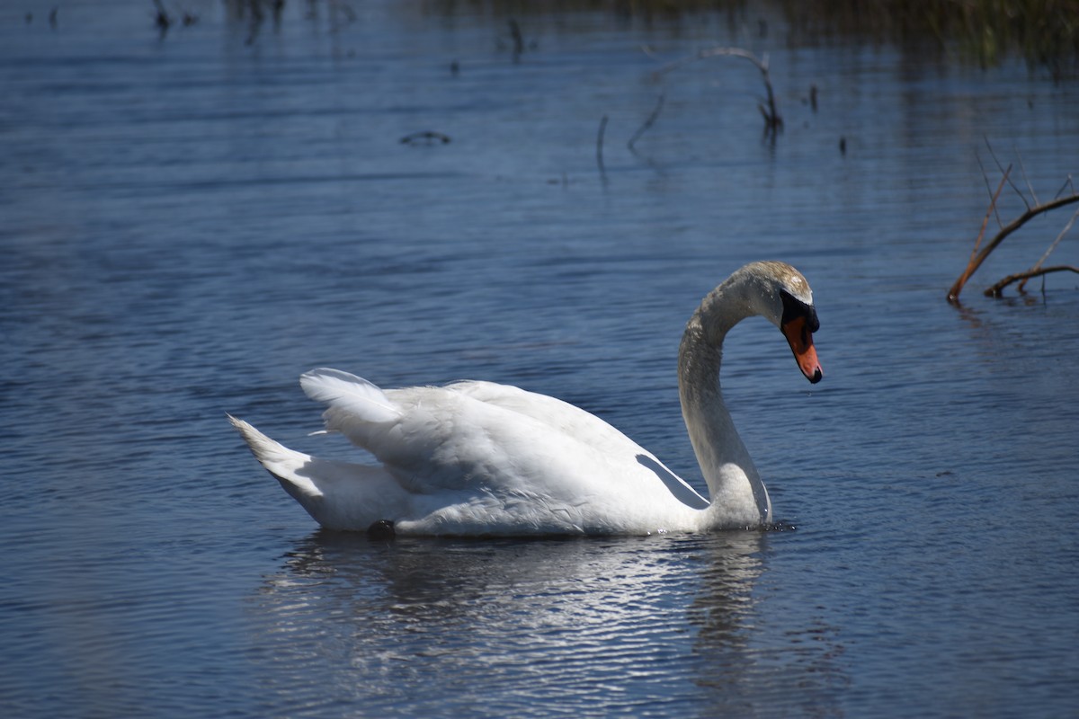 Mute Swan - ML135324611