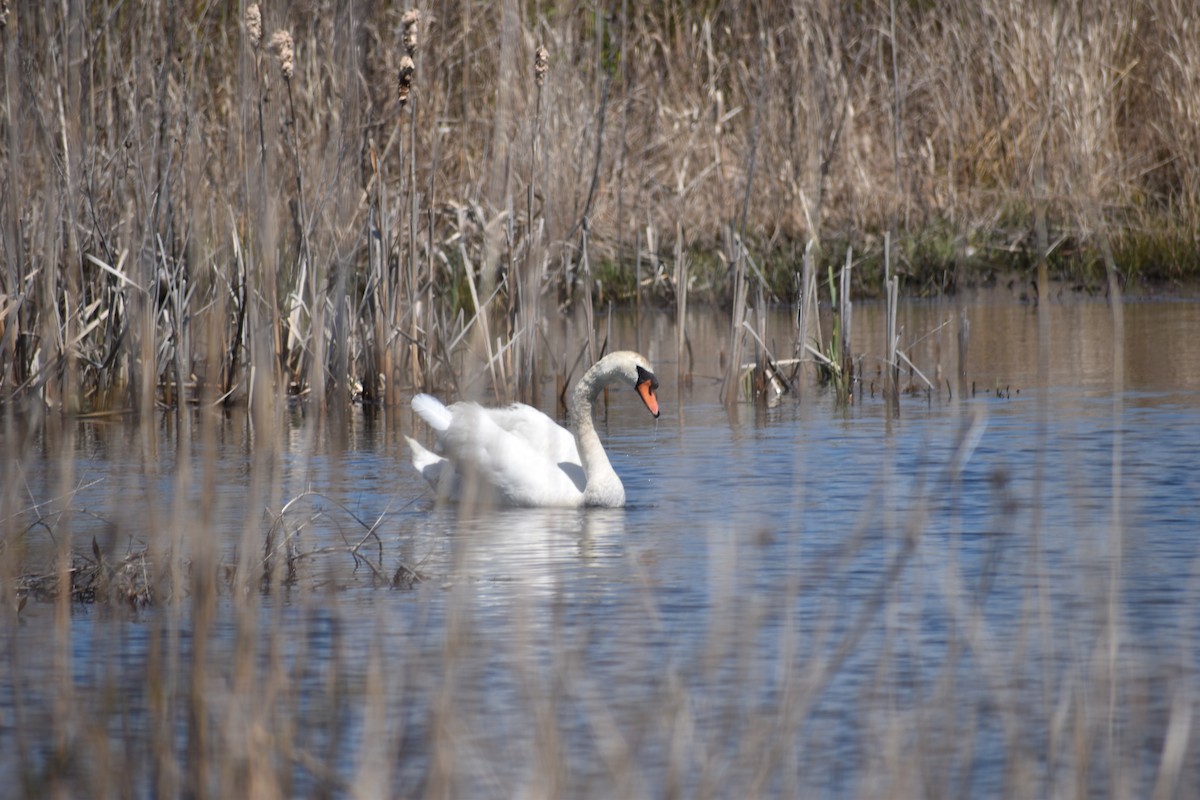 Mute Swan - ML135324661