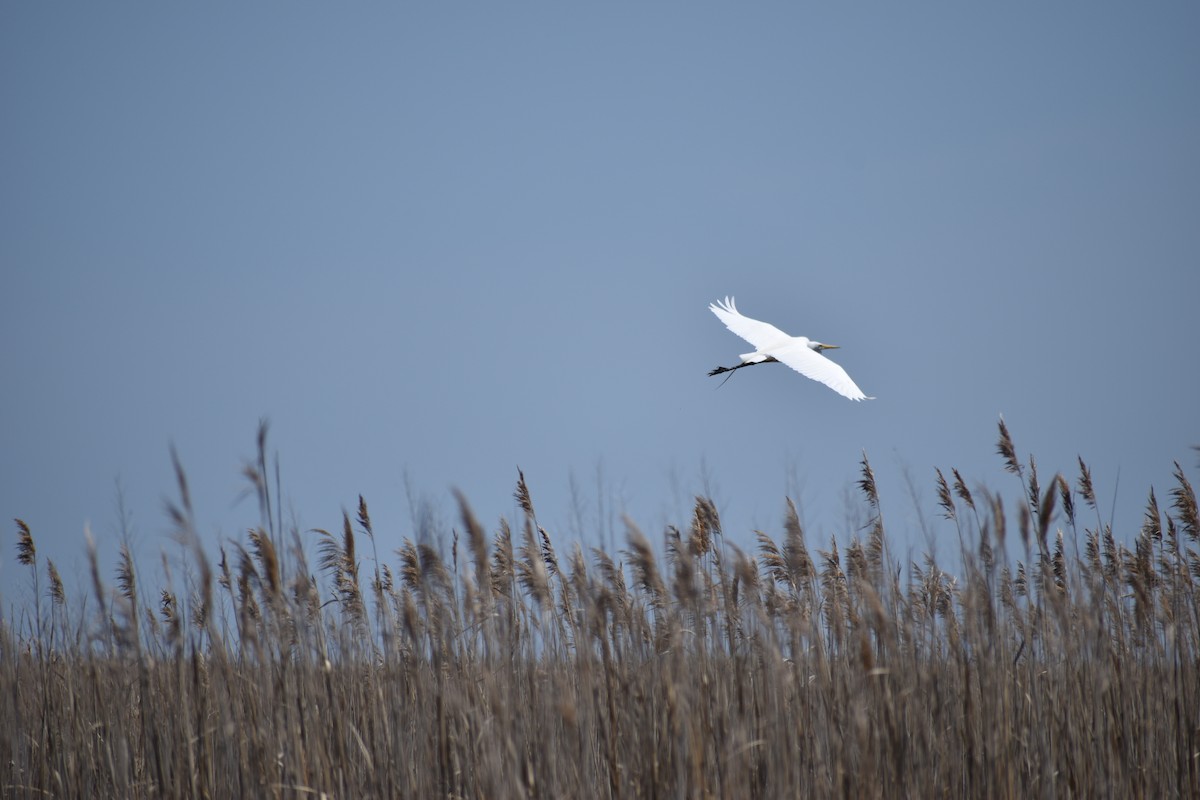 Great Egret - ML135325511