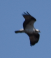 Osprey - ML135325751