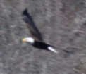 Bald Eagle - ML135326071