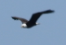 Белоголовый орлан - ML135326181