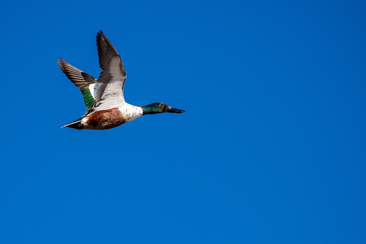 Northern Shoveler - ML135326201