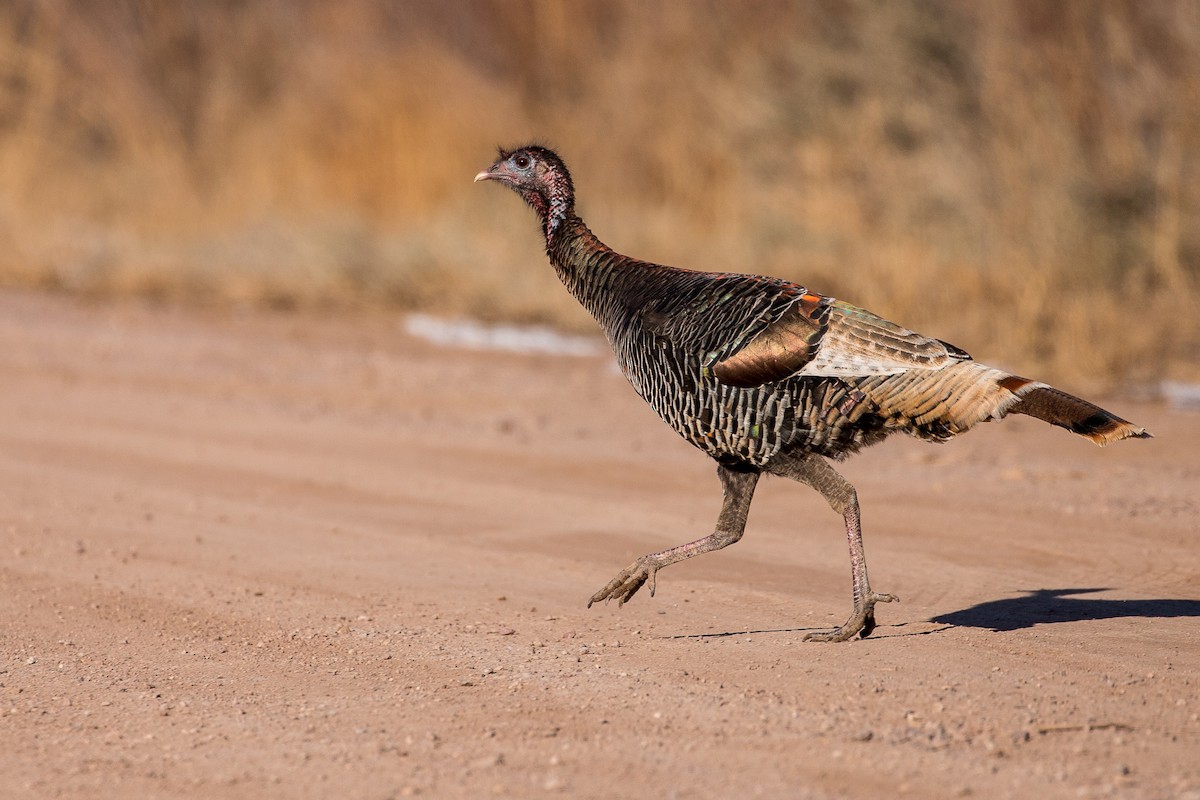 Wild Turkey - ML135326271