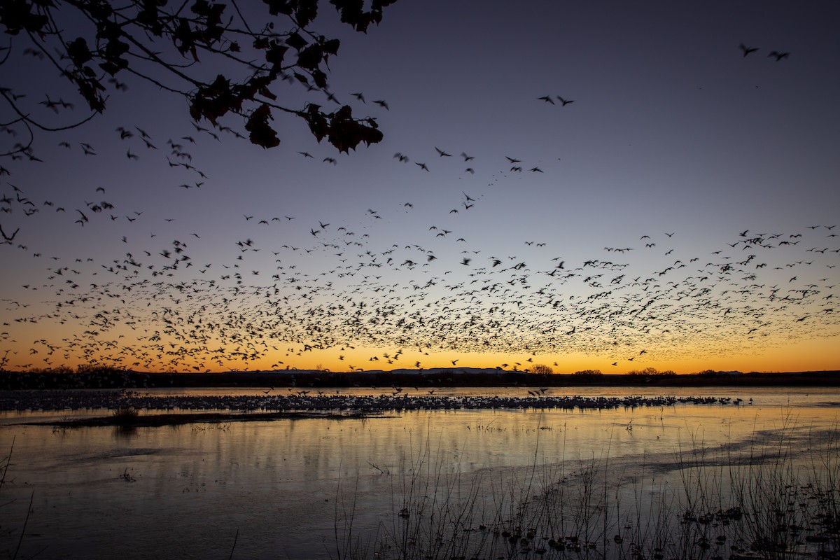 Snow Goose - ML135326791