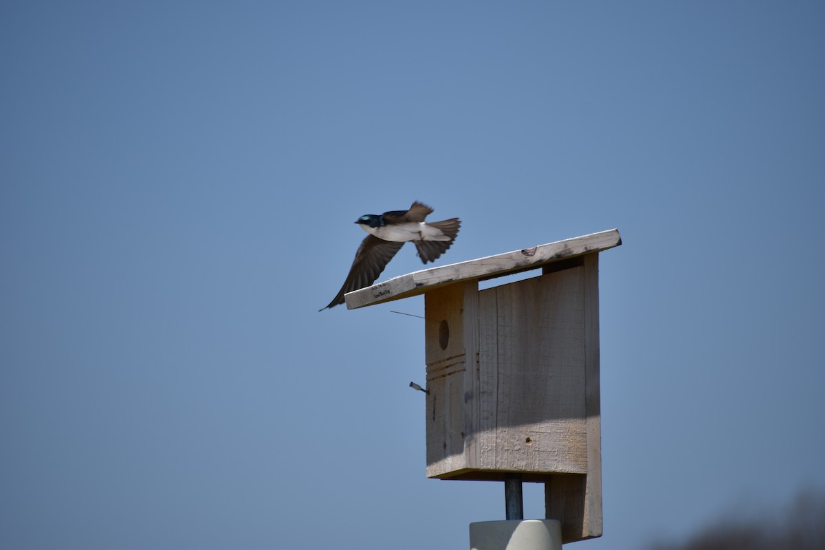 Tree Swallow - ML135326861