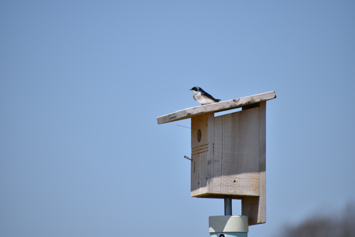 Tree Swallow - ML135326891