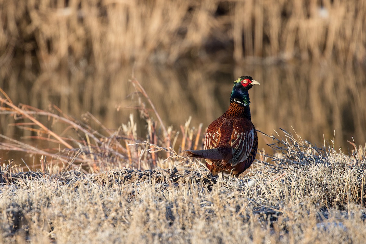 Ring-necked Pheasant - ML135326901